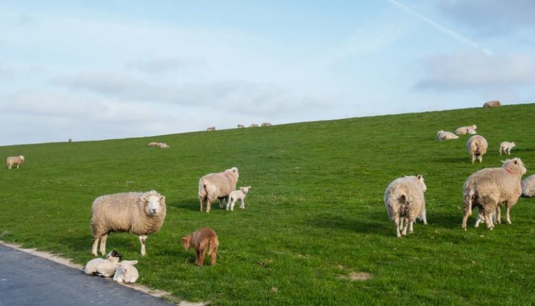 In Dänemark: Die schönste Camping-Anlage im Sommer
